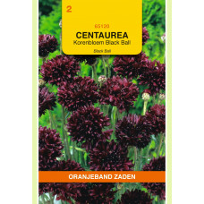 OBZ CENTAUREA, KORENBLOEM BLACK BALL