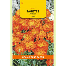 OBZ TAGETES, AFRIKAAN CARMEN